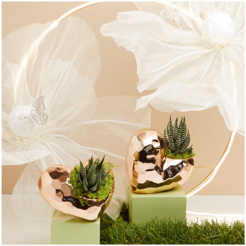 Bomboniere Con Piantine