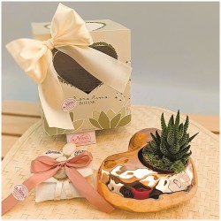 Bomboniere Con Piantine