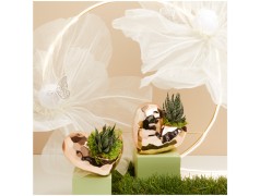 Bomboniere Con Piantine