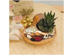 Bomboniere Con Piantine Nozze oro