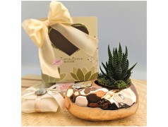 Bomboniere Con Piantine Nozze oro