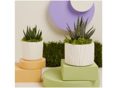 Piantine Grasse Bomboniere