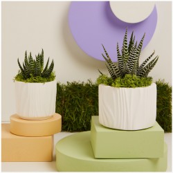 Piantine Grasse Bomboniere