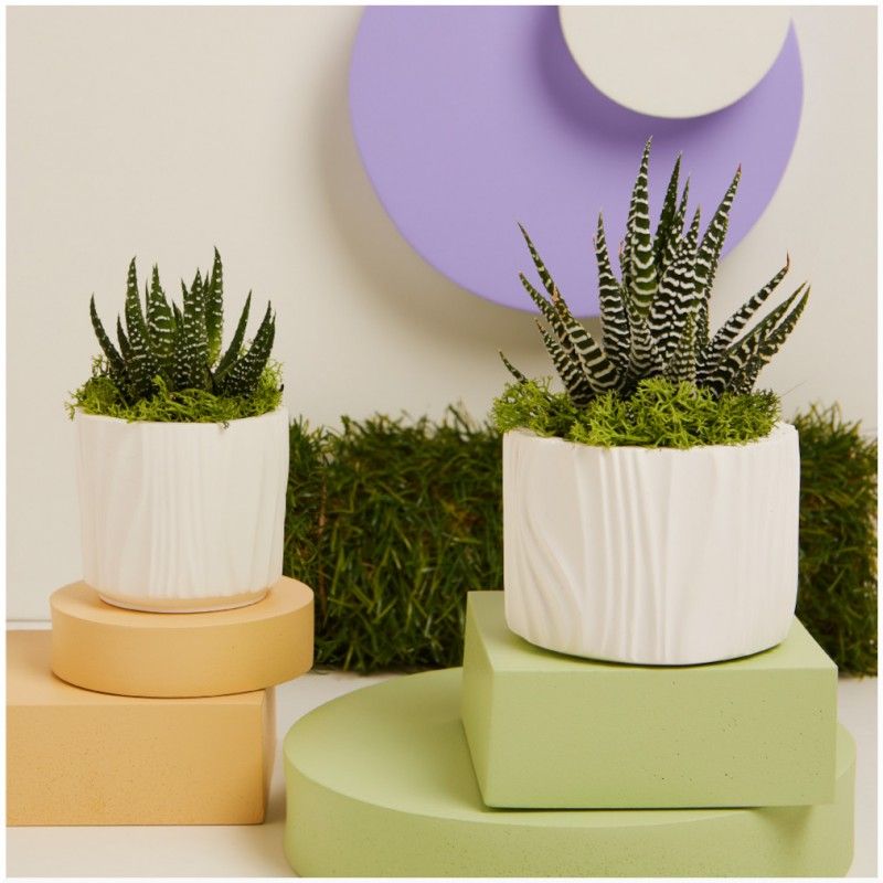 Piantine Grasse Bomboniere