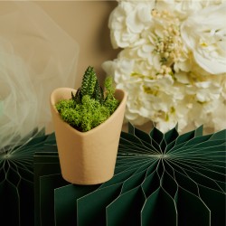 Piantine Grasse Claraluna