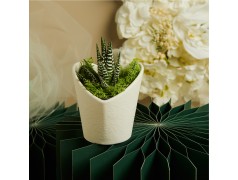 Vasetto grande Piantina Claraluna