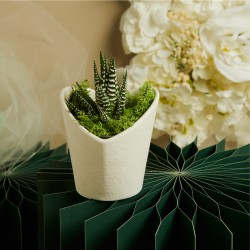 Vasetto grande Piantina Claraluna