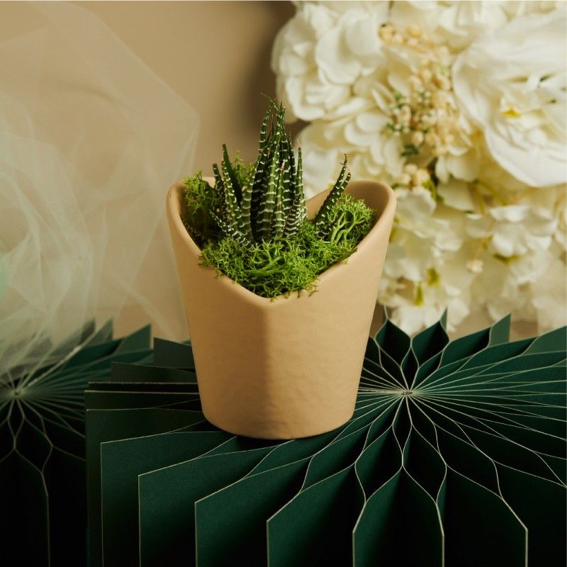 Vasetto grande Tortora con Piantina Grassa