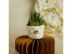 Bomboniere Matrimonio Piantine Grasse con vasetto