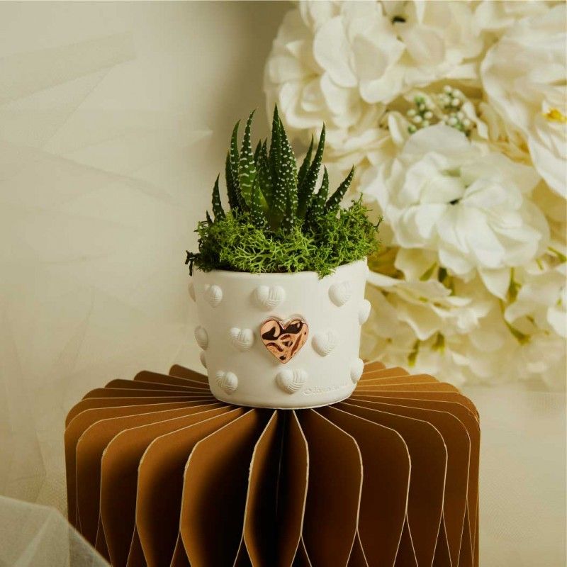 Bomboniere Matrimonio Piantine Grasse con vasetto