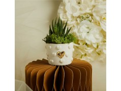 Bomboniere Matrimonio Piantine con vasetto