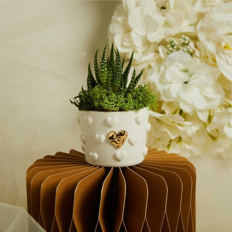 Bomboniere Matrimonio Piantine con vasetto