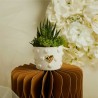 Bomboniere Matrimonio Piantine con vasetto
