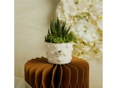 Bomboniere Piantine Grasse