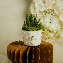 Bomboniere Piantine Grasse