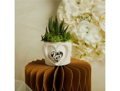 Bomboniere Vasetto Grande con Piantina Grassa