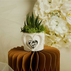 Bomboniere Vasetto Grande con Piantina Grassa