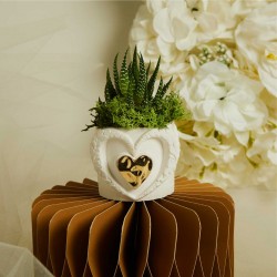 Vasetto Grande Piantina Grassa di Claraluna Grande