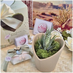 Vasetto grande Tortora con Piantina Grassa