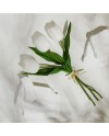 Tulipani Claraluna